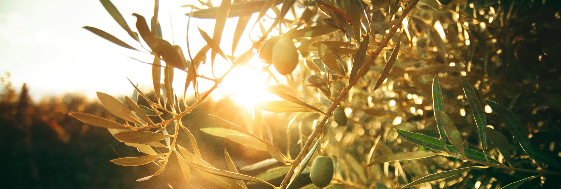 Η ΕΤΑΙΡΕΙΑ banner