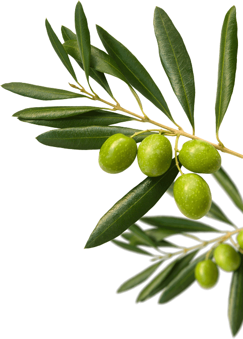 olive background